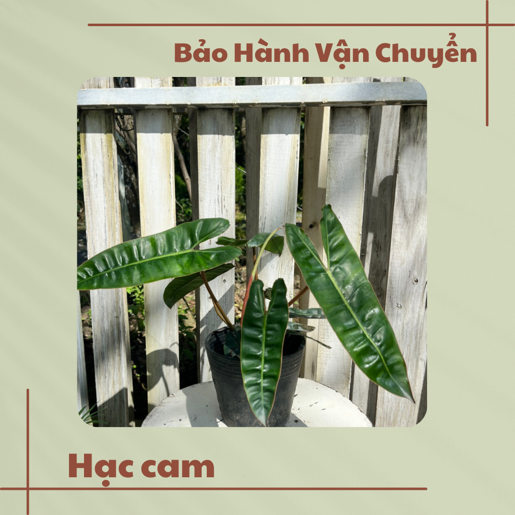 Cây hạc cam mini cây cảnh phong thủy trồng trong nhà trang trí nhà cửa , mini để bàn Colorland Garden