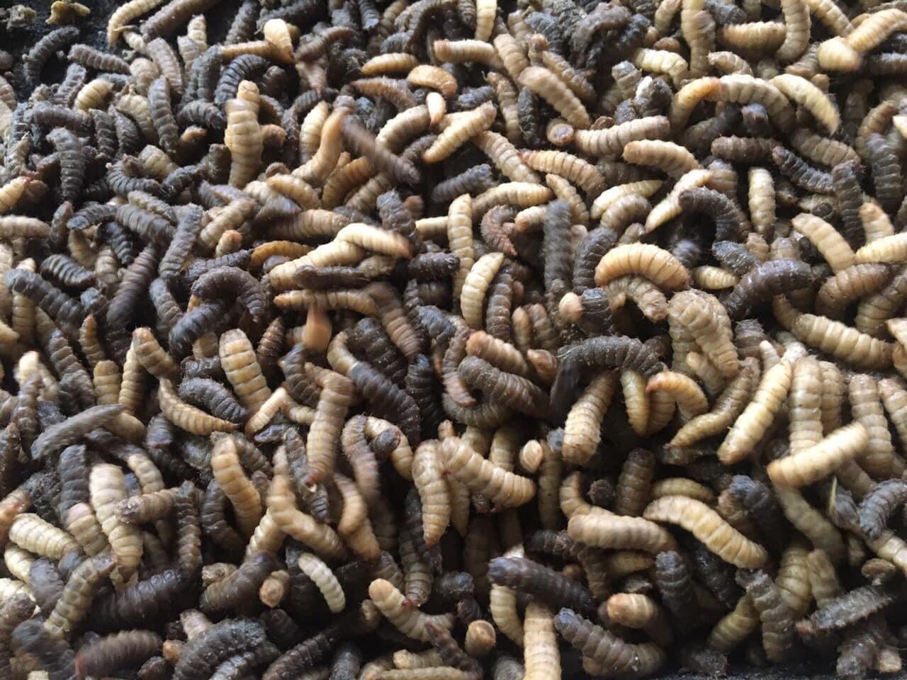 Black soldier fly eggs