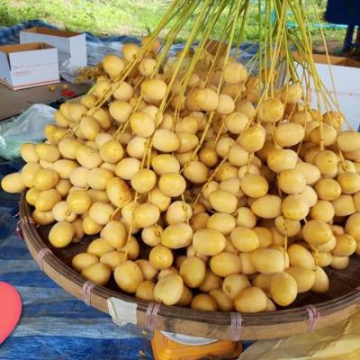 Cây Chà Là Barhee (gieo hạt giống thuần 3 năm cho trái)
