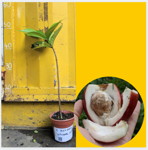 Cây Mận Điều Đỏ