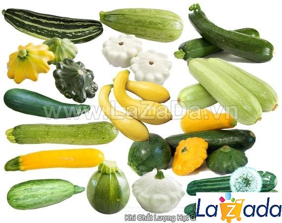 20GR 200.HẠT Hạt Giống Bí Ngòi Bụi Mix USA (| C38A*W61)