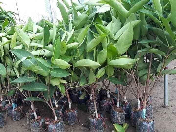 Cây giống Mận Trắng Sữa