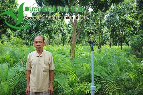 [HCM]Sâm cau rừng tây bắc