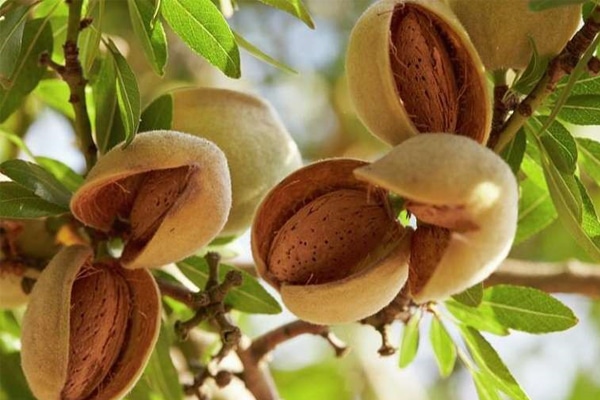 Hạnh nhân rang bơ của Mỹ 200g