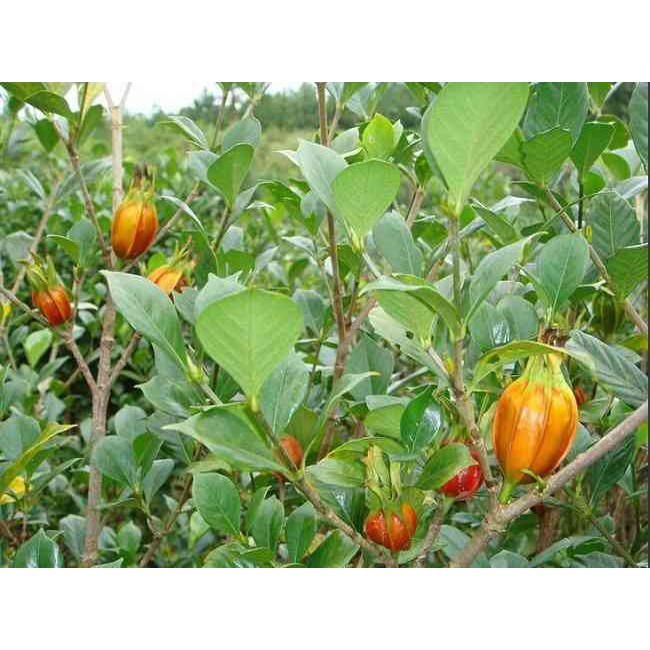 Hạt dành dành khô 100g