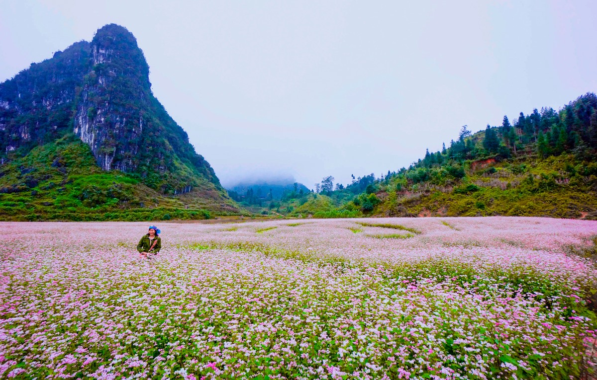 Hạt giống Hoa Tam giác  Mạch