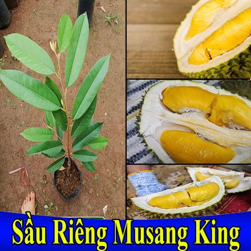 Cây giống sầu riêng musang king malaysia