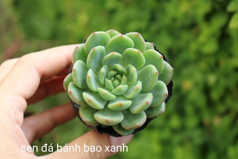Sen Đá Bánh Bao Không Bao Gồm Chậu
