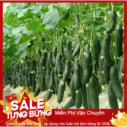 Hạt giống dưa chuột baby - 10 hạt