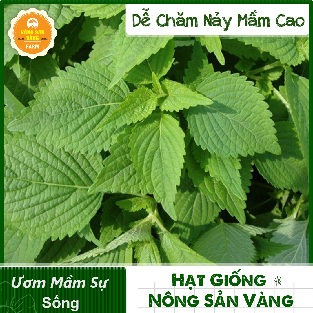 Hạt giống Rau Kinh Giới (Gói 1 Gram) - Nông Sản Vàng