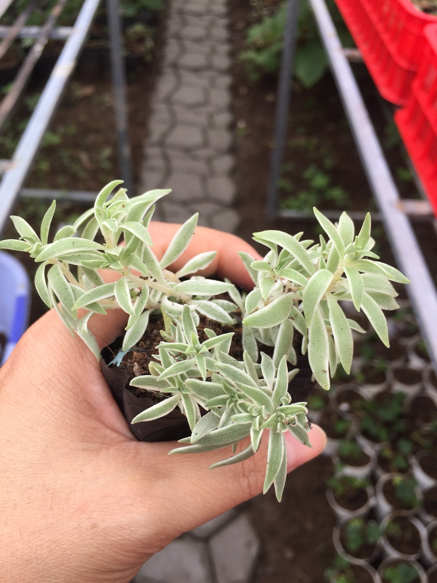 Sen Đá Sedum Cỏ Trắng size bầu