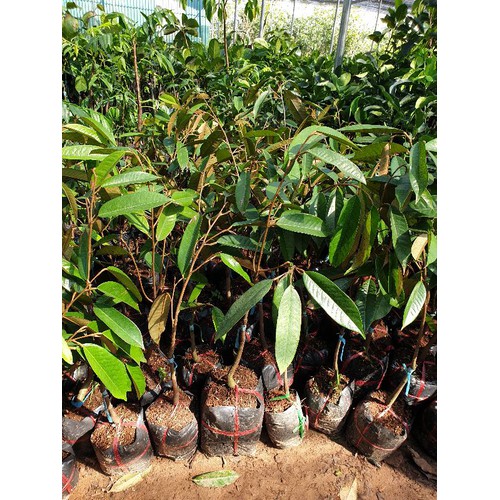 Sầu riêng ruột đỏ cây giống + (500g) phân thỏ hữu cơ