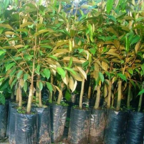 Sầu riêng ruột đỏ cây giống + (500g) phân thỏ hữu cơ