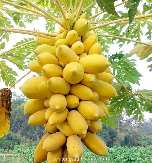 [HCM]Hạt giống Đu đủ vàng Thái Lan