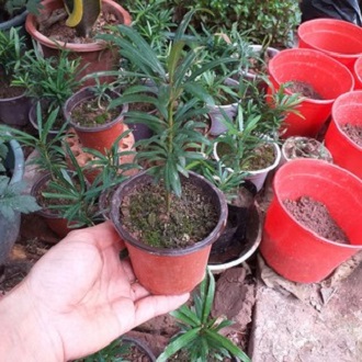 Cây giống Tùng la hán (Thông la hán hay cây vạn niên tùng)