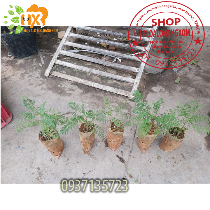 COMBO 5 CÂY PHƯỢNG TÍM CÂY GIỐNG