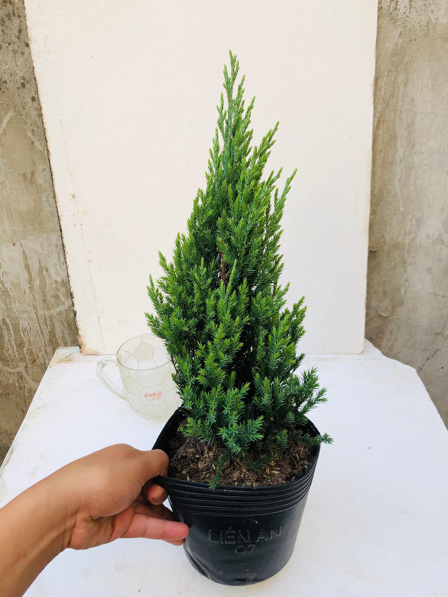 Cây sơn tùng cao 40-90 cm+ trang trí noel
