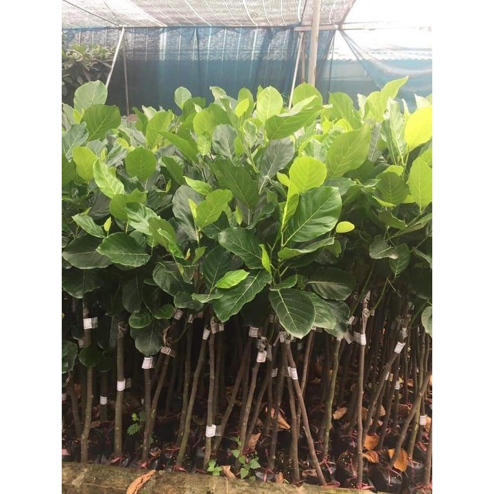 Cây Giống mít trái dài Malaysia (CHUẨN GIỐNG GỐC GHÉP SIÊU TRÁI)