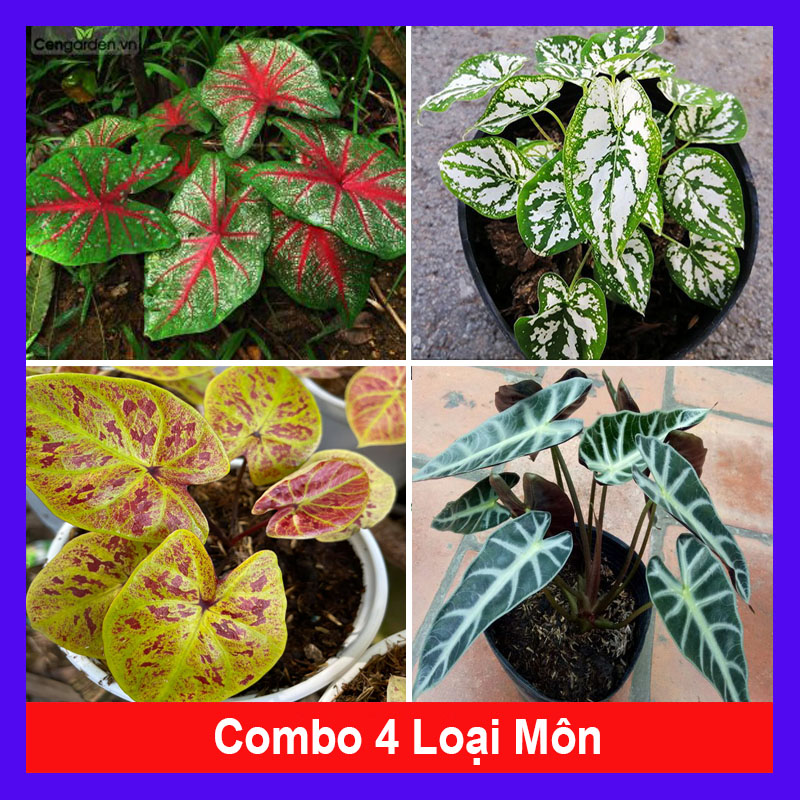 Combo 4 cây môn ( môn đốm đỏ + môn đốm trắng + môn vàng cam thái + môn quan âm ) - caykiengsadec