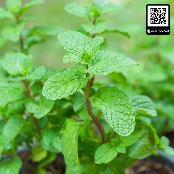 Hạt giống Bạc hà Âu (rau bạc hà Peppermint)