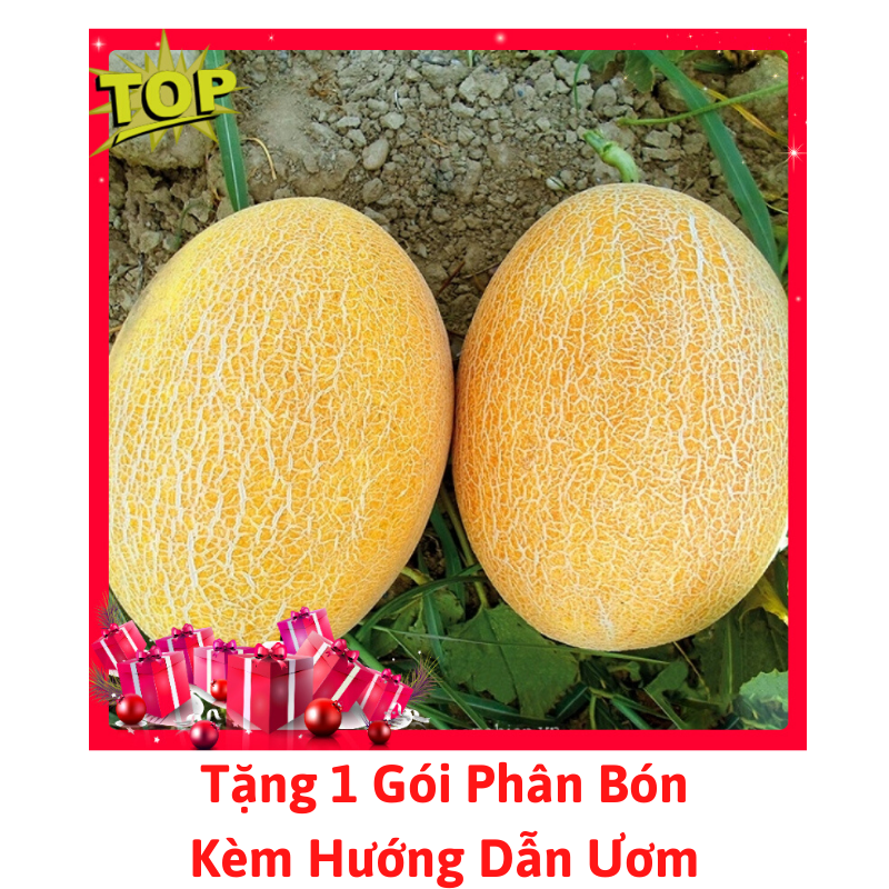 [Lấy mã giảm thêm 30%] Gói Hạt Giống Dưa Lưới Vàng F1