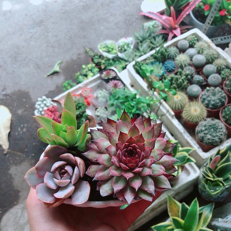 Chậu Sen Đá mix