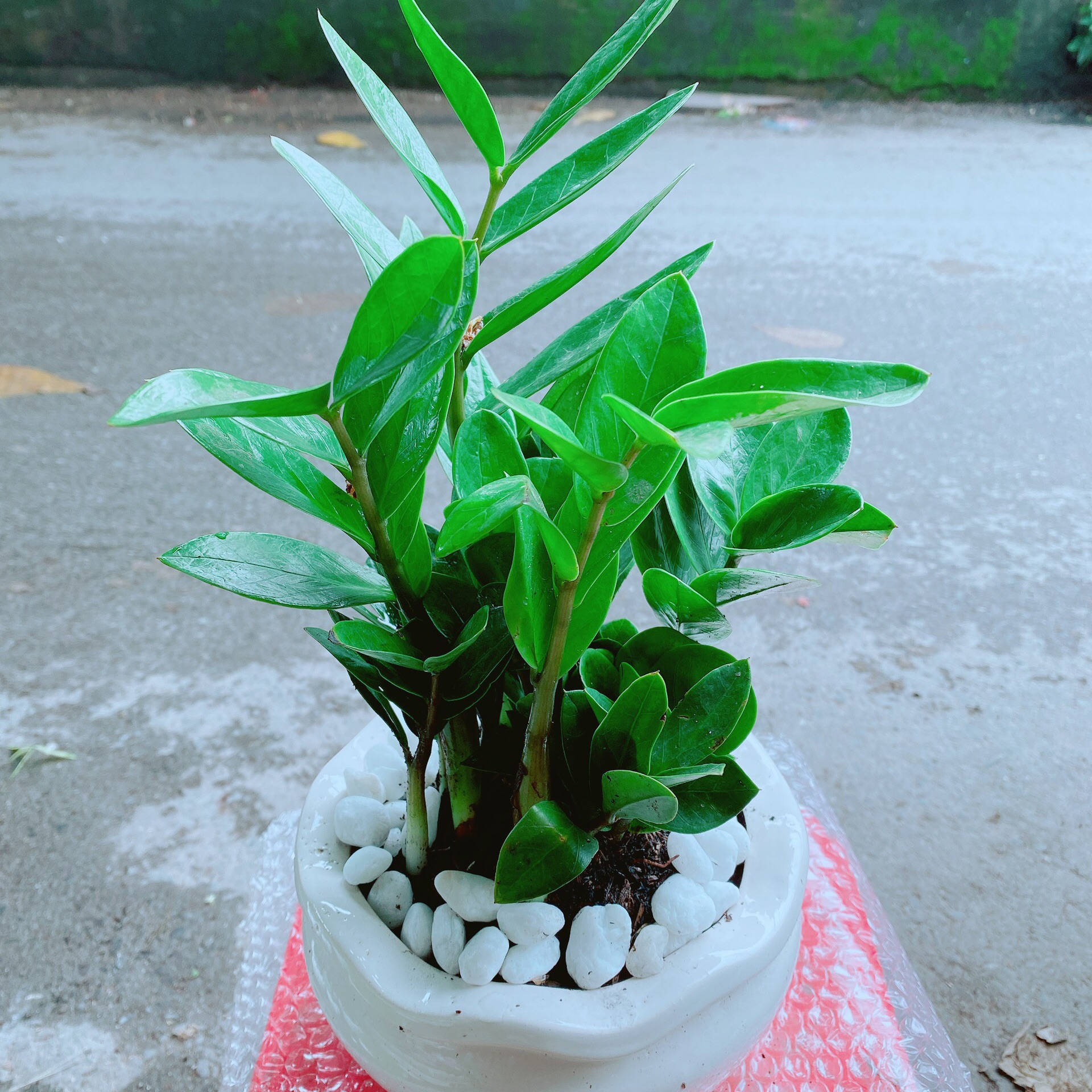Chậu kim tiền để bàn