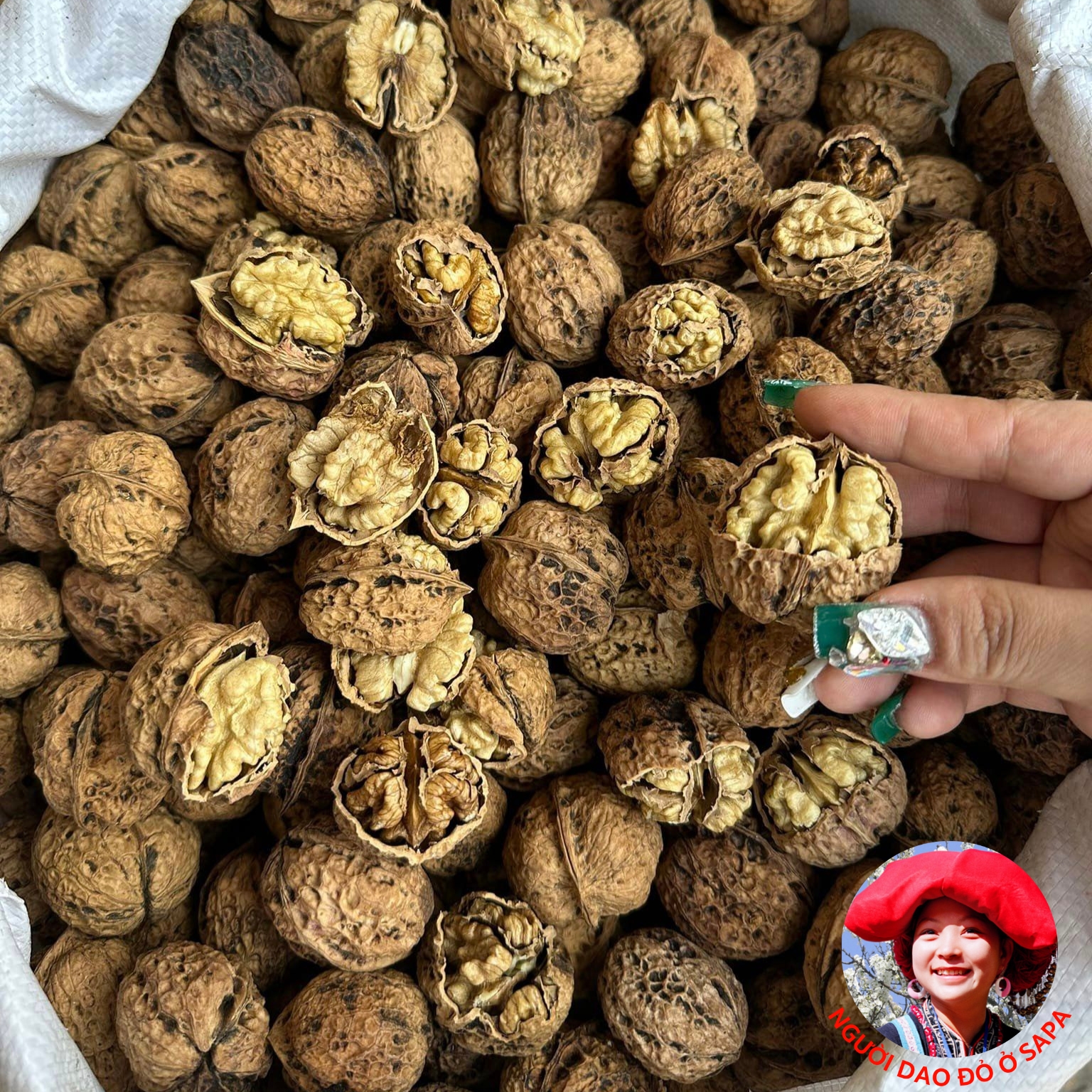 Óc chó nếp vàng, óc chó giấy loại 1, nguyên vỏ, chưa tách vỏ. Óc chó sống sấy khô từ óc chó tươi rừng Hà Giang, làm sữa hạt