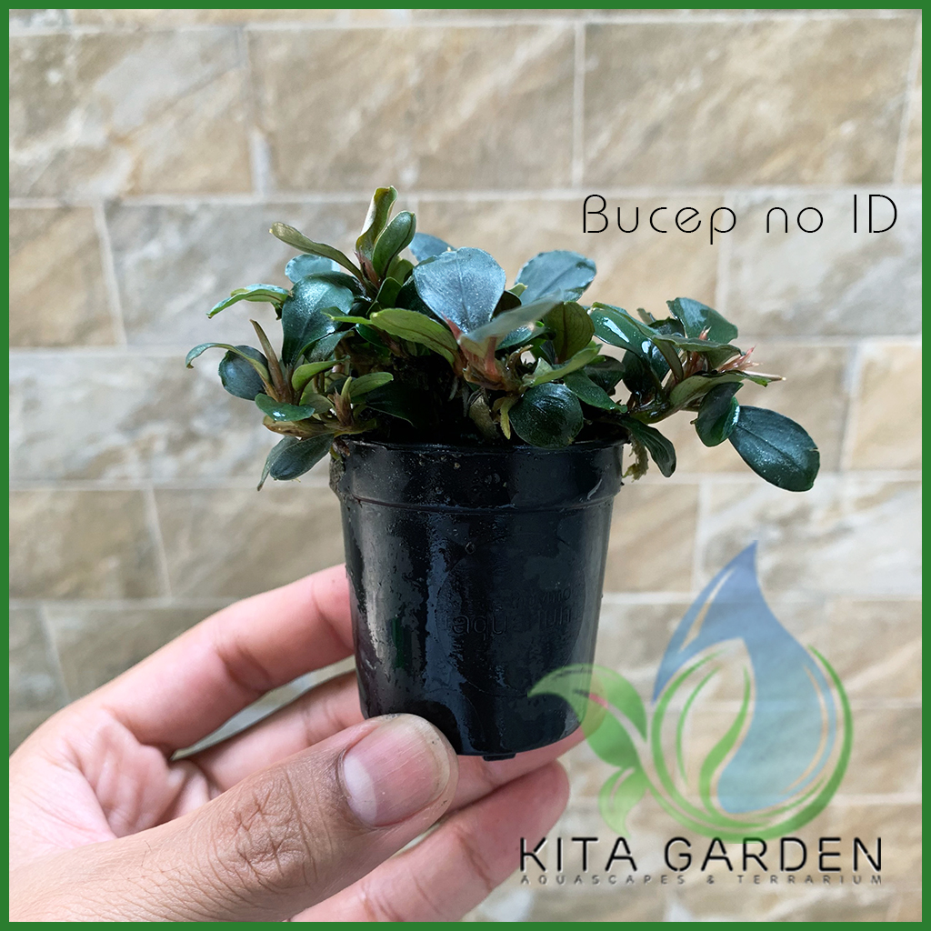Bucep Tím | Bucephalandra TM | Cây Thủy Sinh Giá Thể