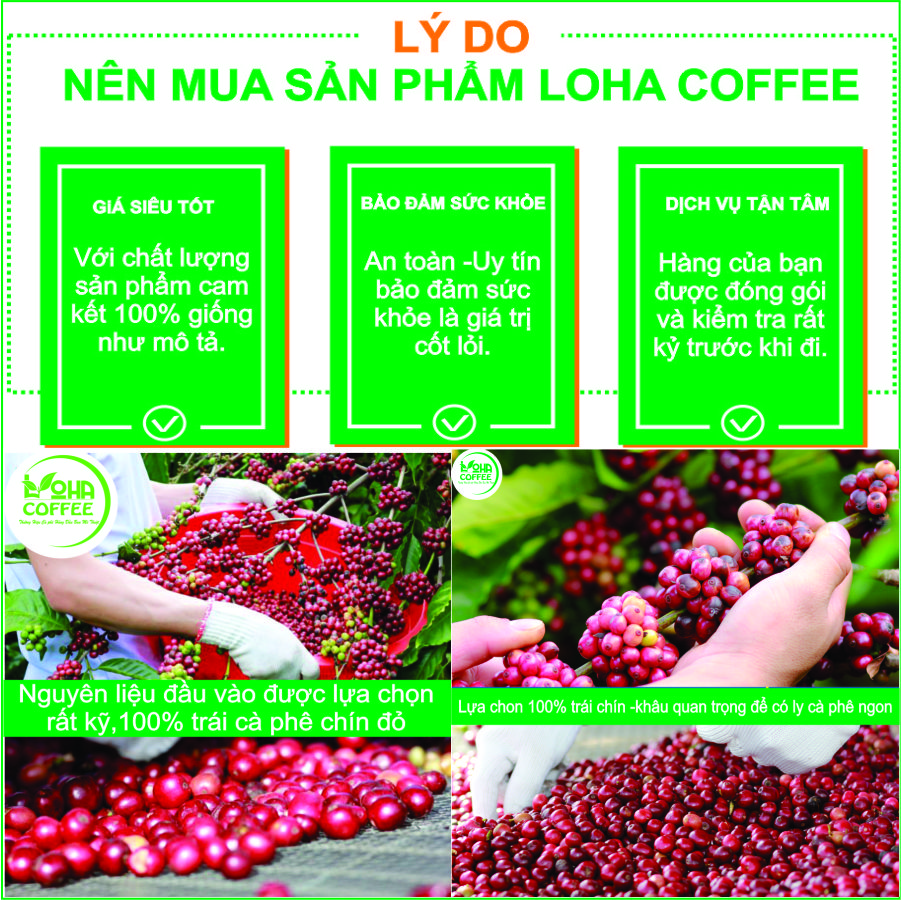 500gr  Cà Phê Hạt Arabica Đà Lạt Rang Mộc Dạng Hạt Pha Máy -LOHA COFFEE