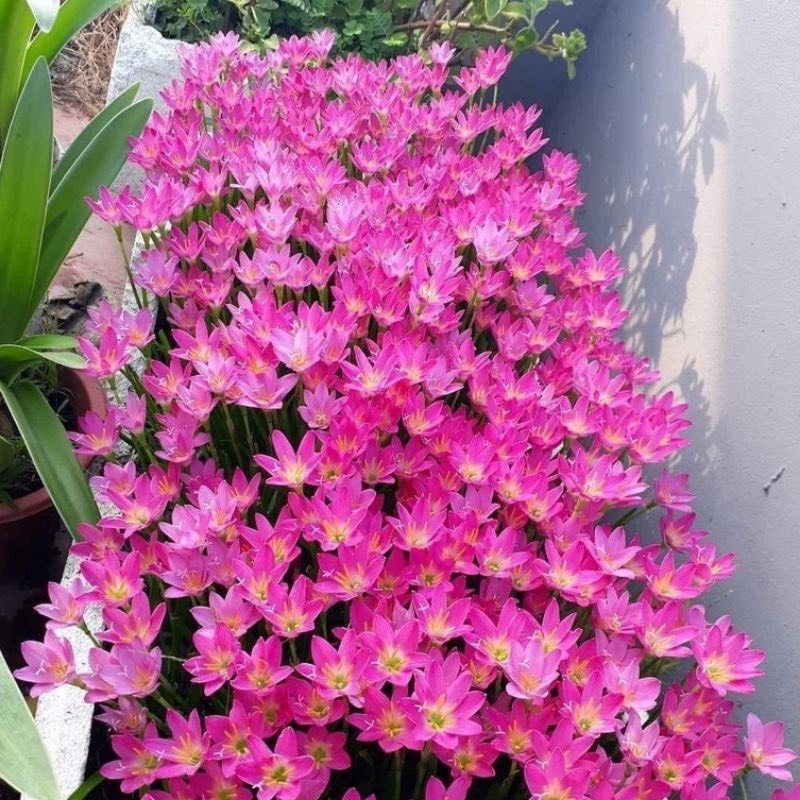 Củ hoa huệ mưa (15 củ) gieo trồng quanh năm