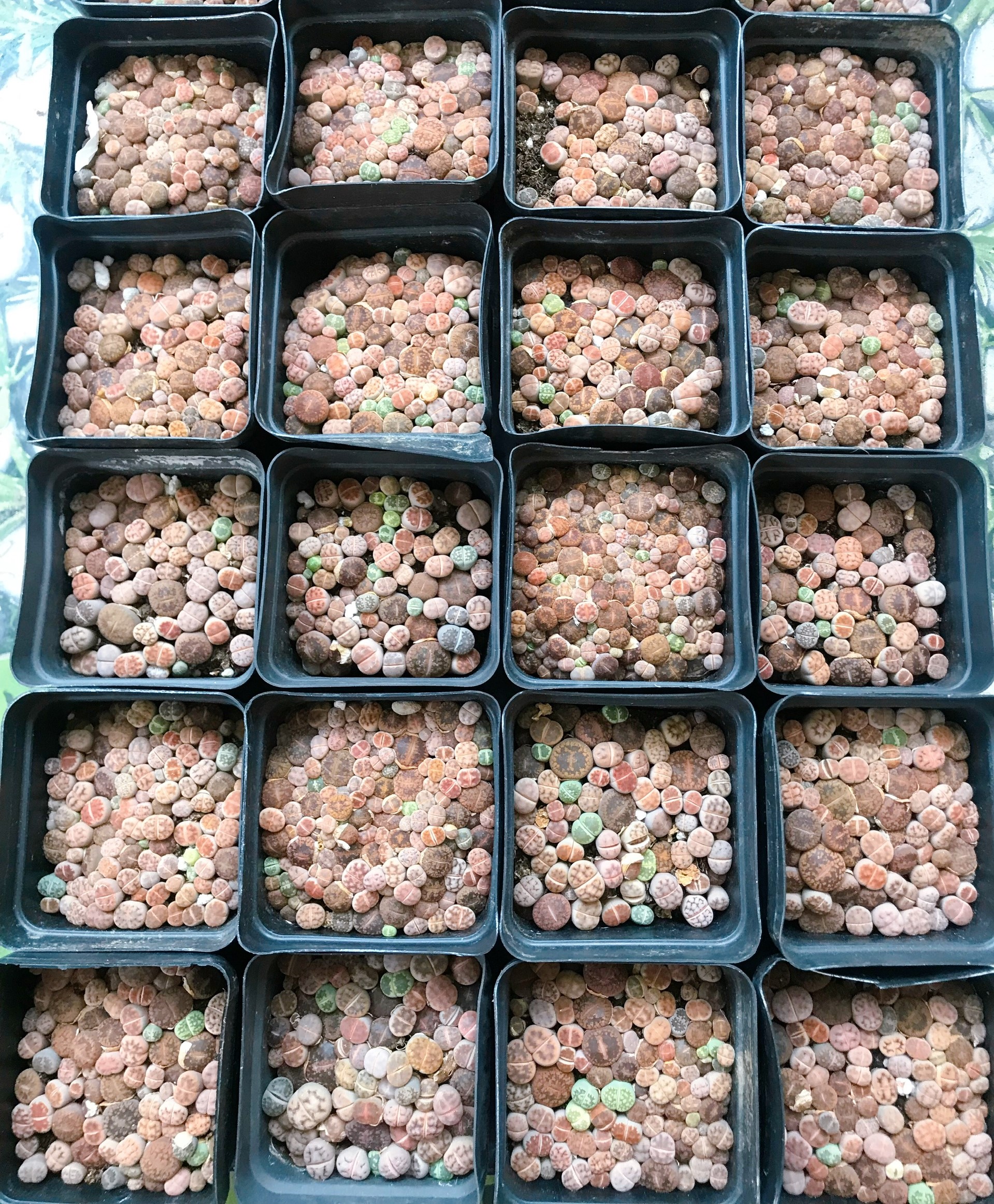 cây sen đá mông sen đá lithops thạch lan size nhỏ
