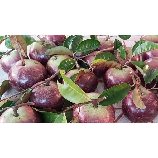 Cây Giống Vú Sữa Mica (cây giống bảo hành )
