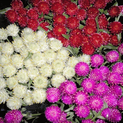 30 HẠT GIỐNG HOA CÚC BẠCH NHẬT NHIỀU MÀU