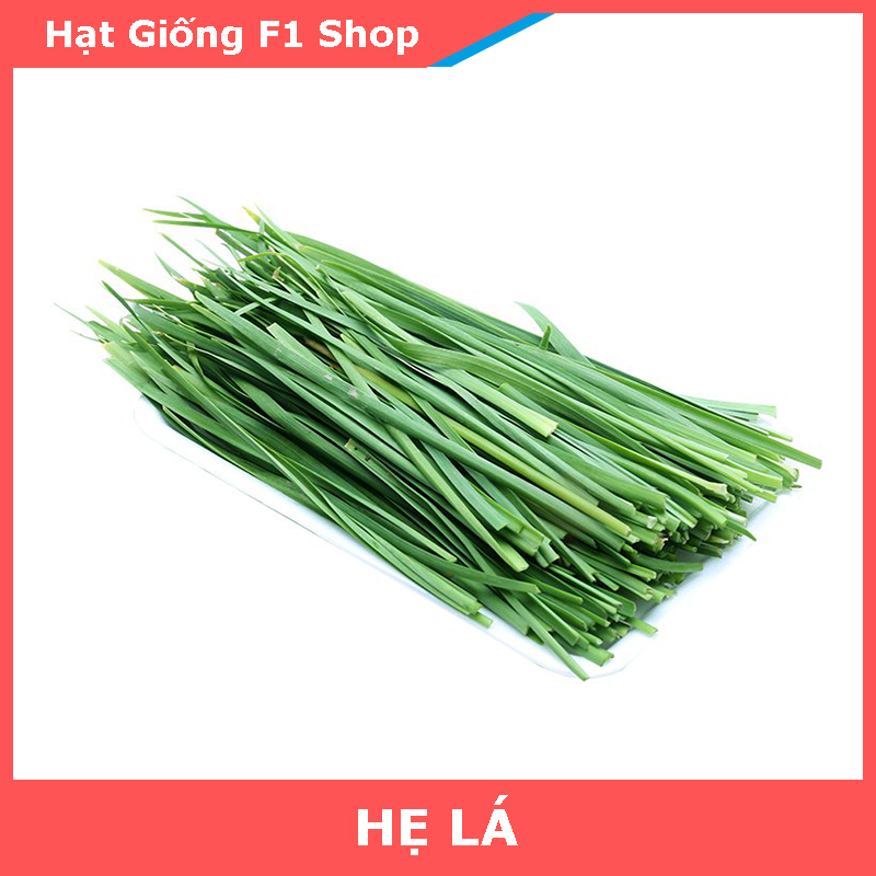 Hạt Giống Hẹ Lá Cao Sản (1 Gam)
