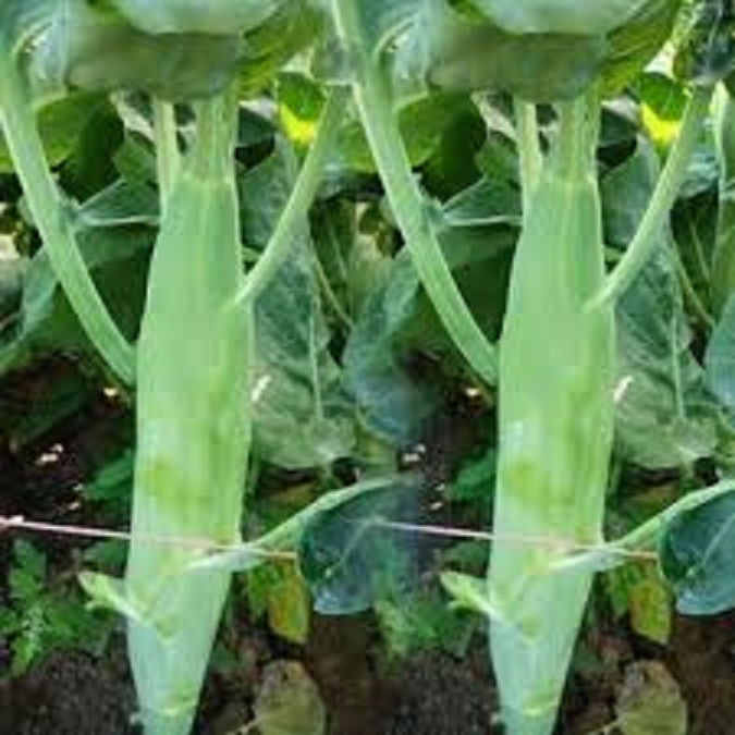 Mustard Greens Seeds (Mustard Greens) 10 Gram Package
