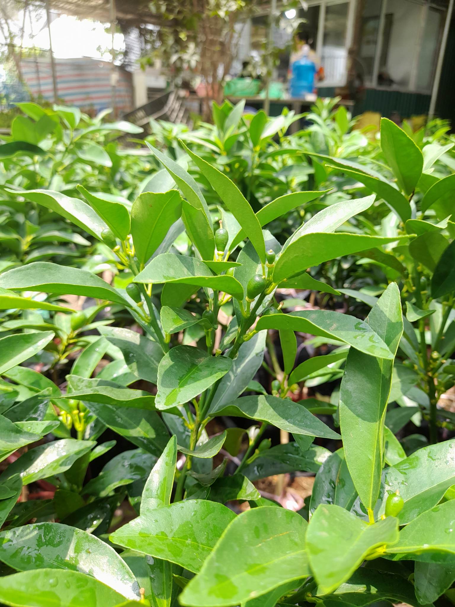 Quất Trái Dài-Cây Ăn Trái+Tặng kèm phân bón