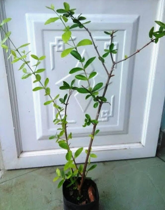 Cây giống sơ ri