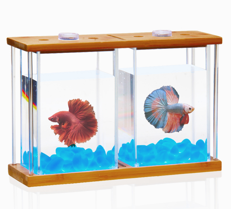 Bể cá chọi Betta đôi