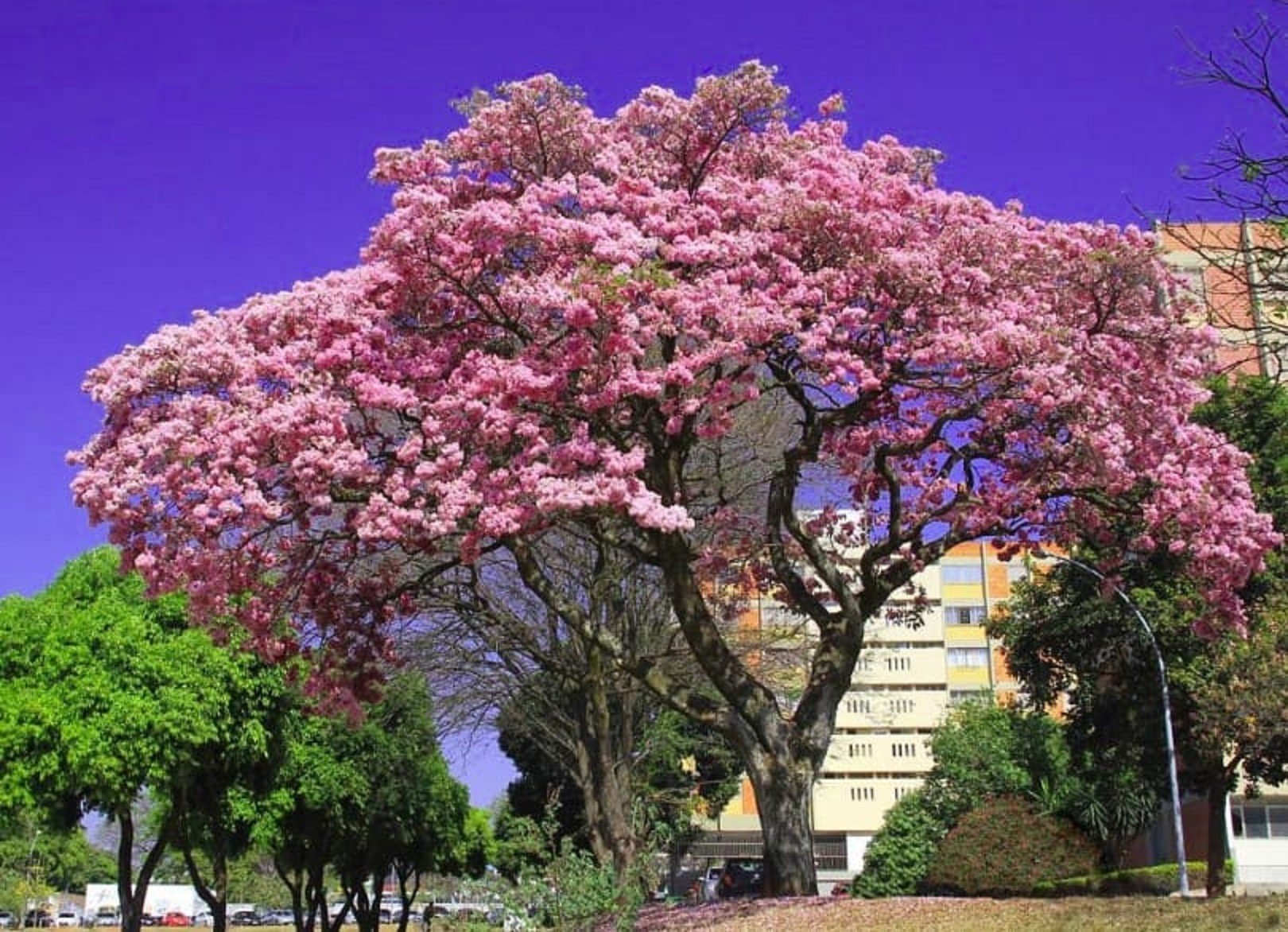 BẦU CÂY KÈN HỒNG GIỐNG (CÂY CHUÔNG HỒNG)