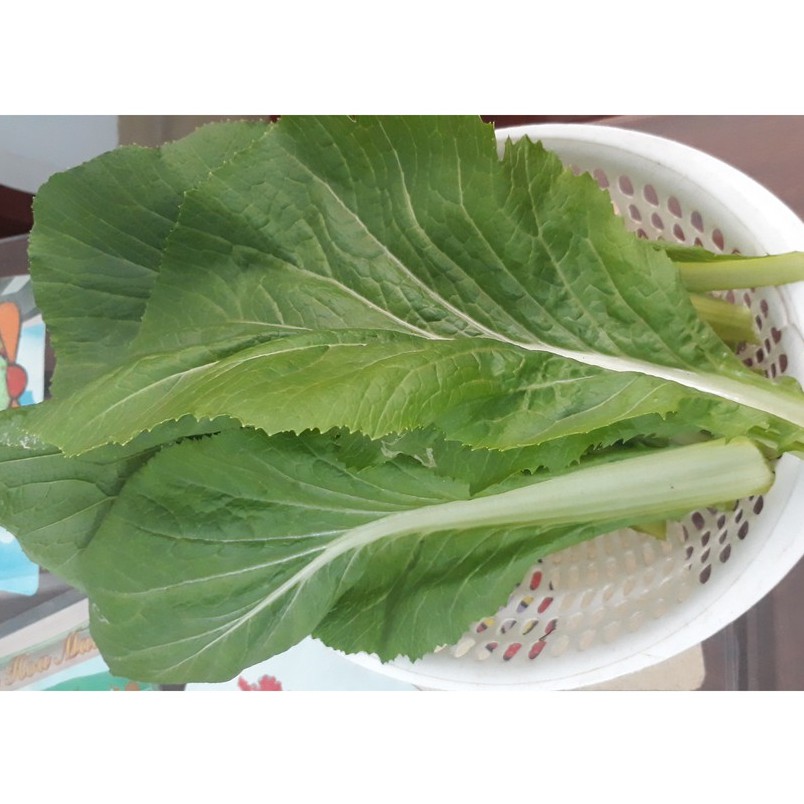 [HCM][Gói 20g] Hạt giống Cải bẹ xanh mỡ