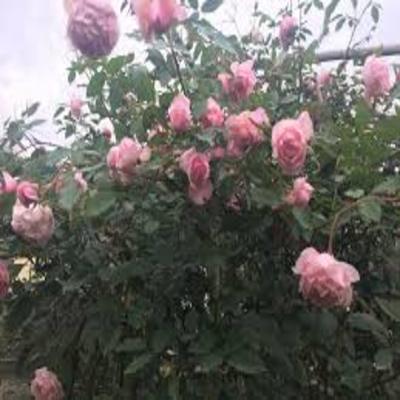 COM BO 5 bầu Hoa hồng điều cổ bầu cây giống được tách từ thân cây mẹ