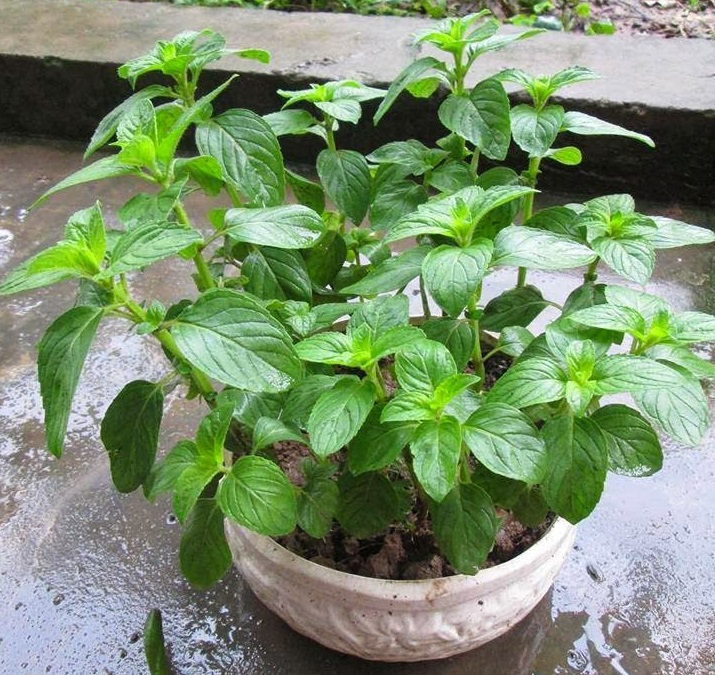 Gói Hạt Giống Cây Bạc Hà
