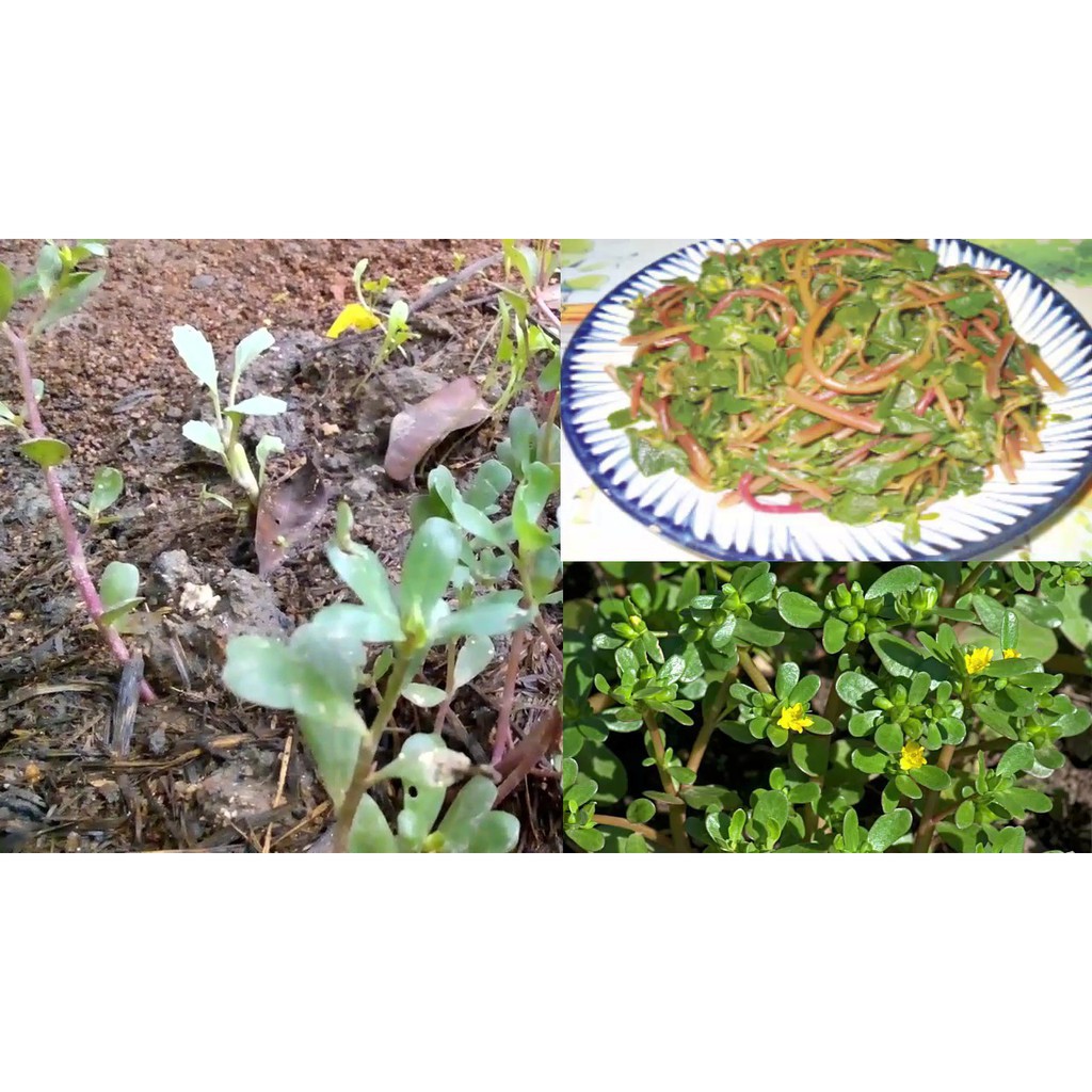 Hạt giống cây sâm đất (rau sam) - 30 hạt