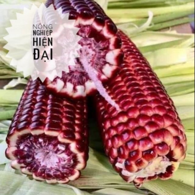 Hạt giống Ngô tím, Bắp tím (5gram)