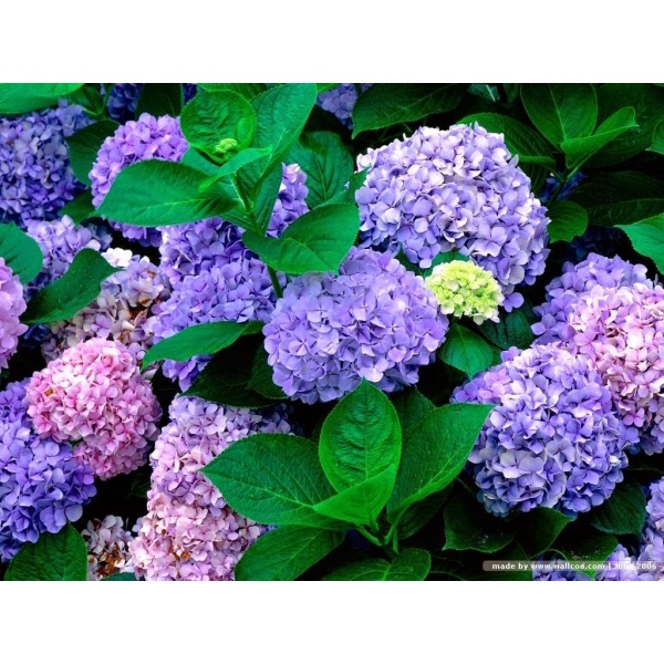 CÂY GIỐNG HOA CẨM TÚ CẦU ĐỔI MÀU