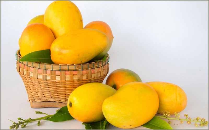 Cây giống Xoài Thanh Ca trồng chậu được.