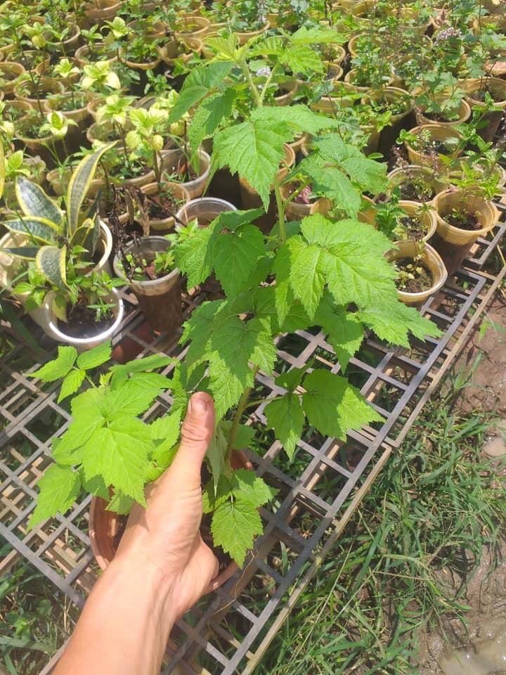 Cây mâm xôi (cây phúc bồn tử) đỏ - vàng - đen