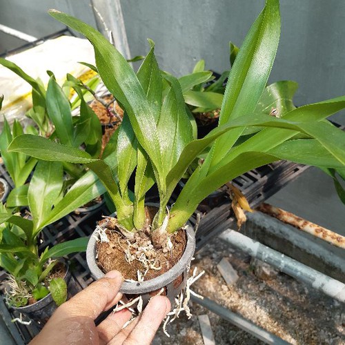 Lan vũ nữ hoàng hậu xanh ĐỘT BIẾN, hoa siêu đẹp, hàng nhập khẩu THÁI LAN, hàng cốc siêu mập