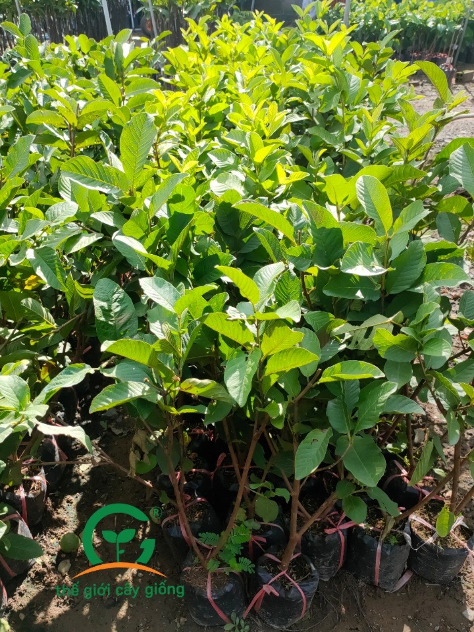 BỘ 10 CÂY GIỐNG ỔI NỮ HOÀNG